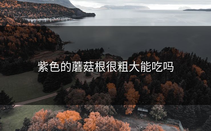 紫色的蘑菇根很粗大能吃吗