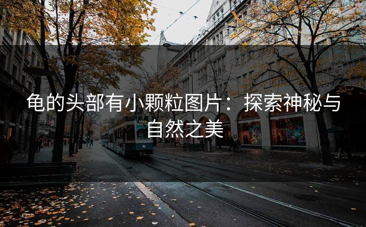 龟的头部有小颗粒图片：探索神秘与自然之美